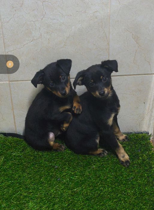 Pinscher com três meses disponível