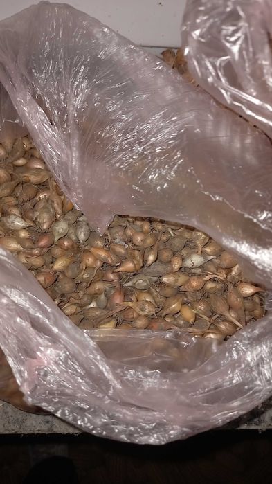 Продам озиму цибулю