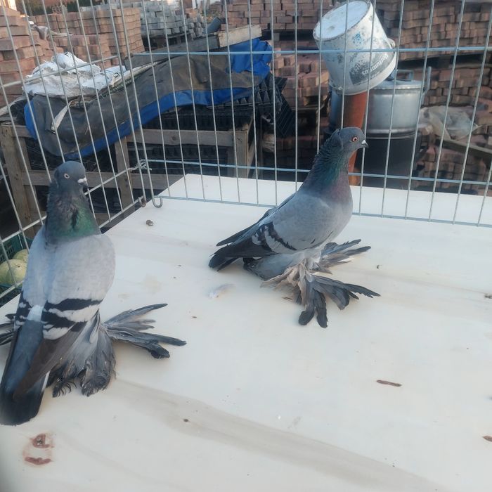 Wywrotki wschodniopruskie niebieskie siwe