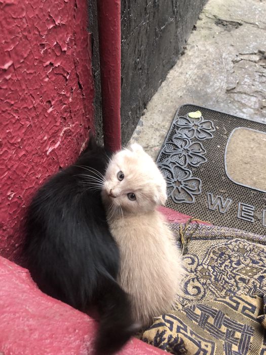 Продам кота залишилось тільки чорне