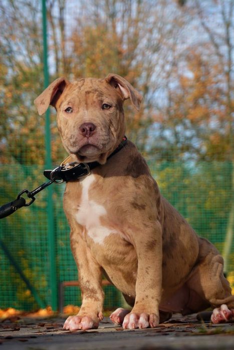 American Bully XL suczka  merle