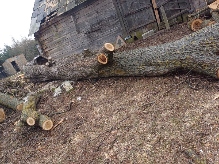 Wycinka Drzew Alpinistycznie Profesjonalnie