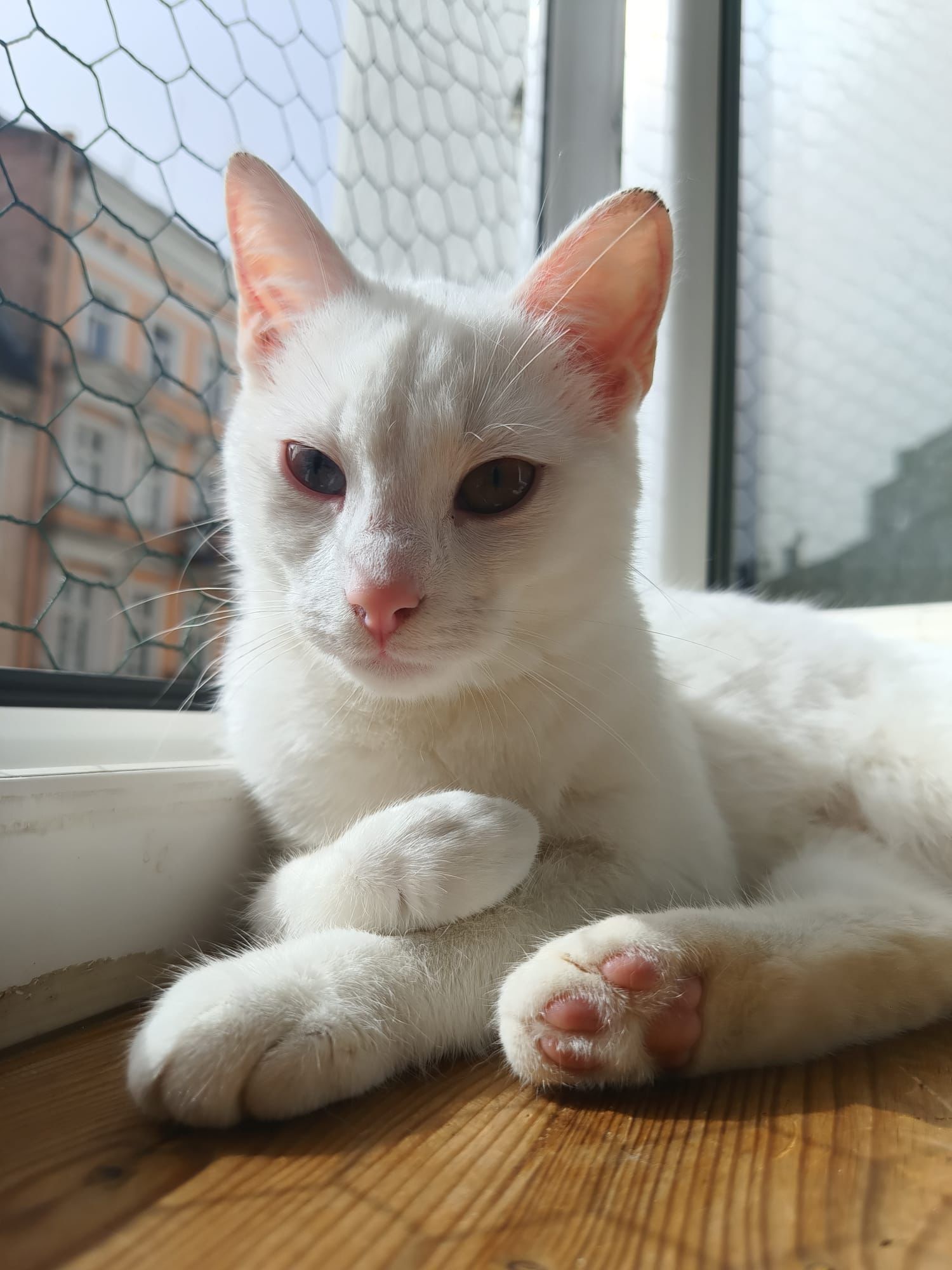 Przepiękna, zakochana w człowieku Lucynka do adopcji