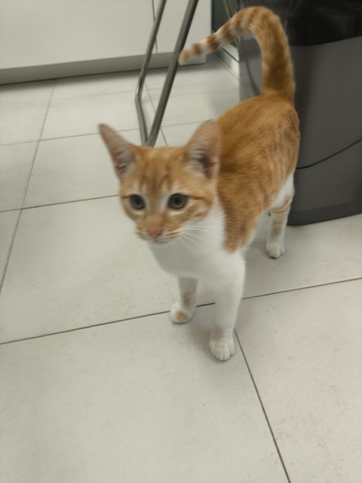 Gatinha para adopção