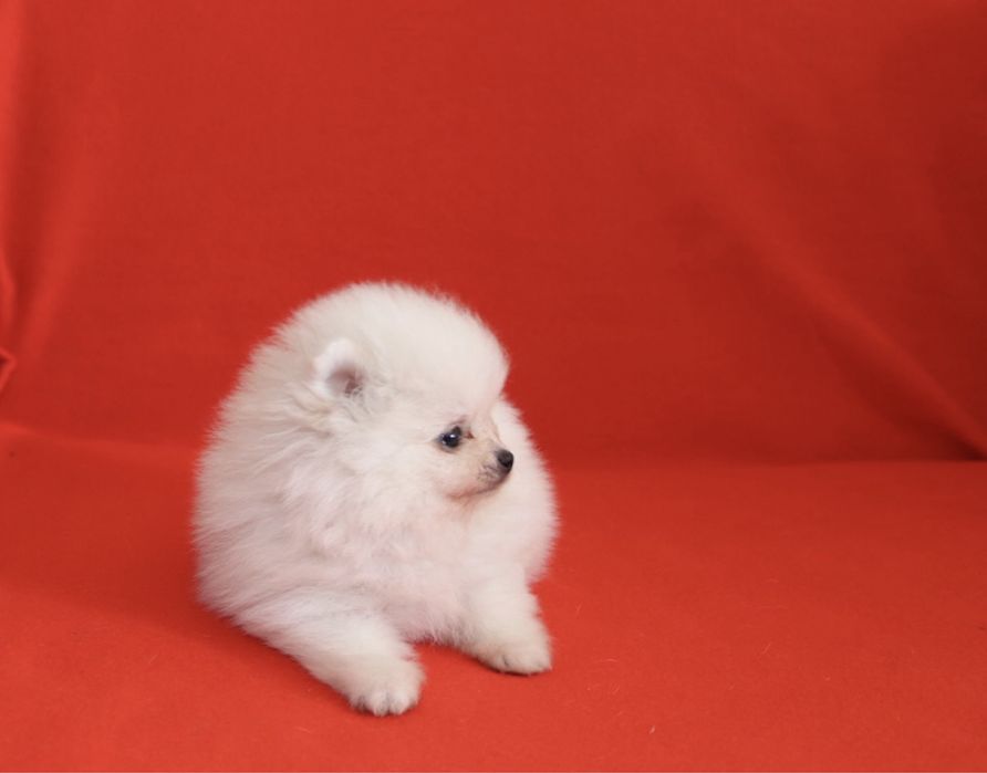 Lulu da Pomerânia Maravilhoso LOP e Afixo