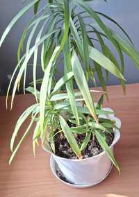 Dracena obrzeżna w doniczce