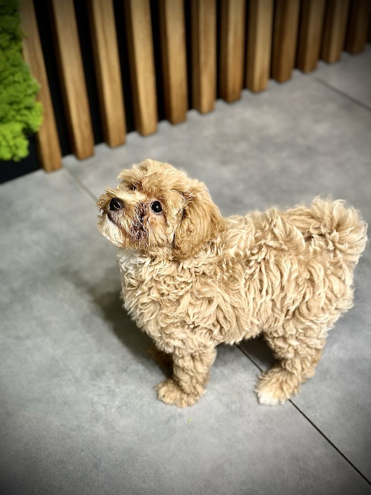Maltipoo dziewczynka. Gotowa do odebrania. Bardzo grzeczna