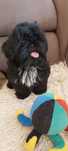 Shih Tzu suczka rodowodowa po Ch.P