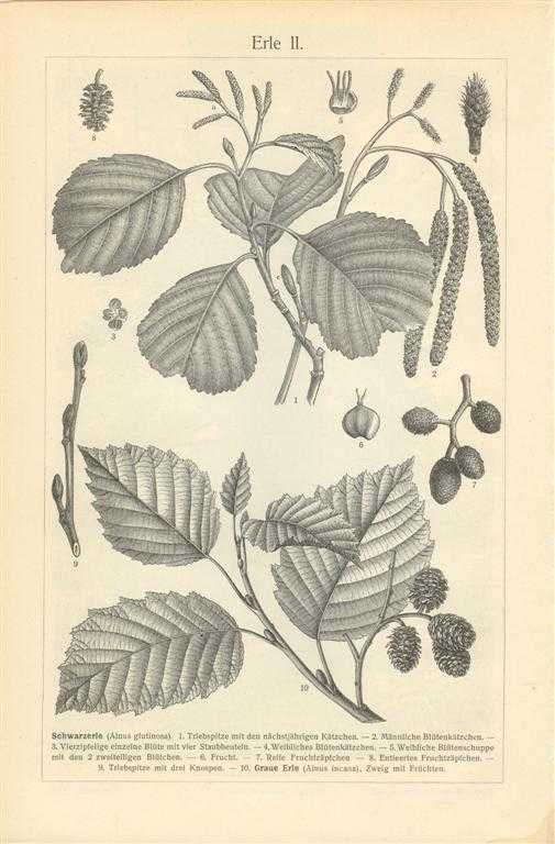 Liście drzew  piękne XIX w. grafiki do aranżacji wnętrza