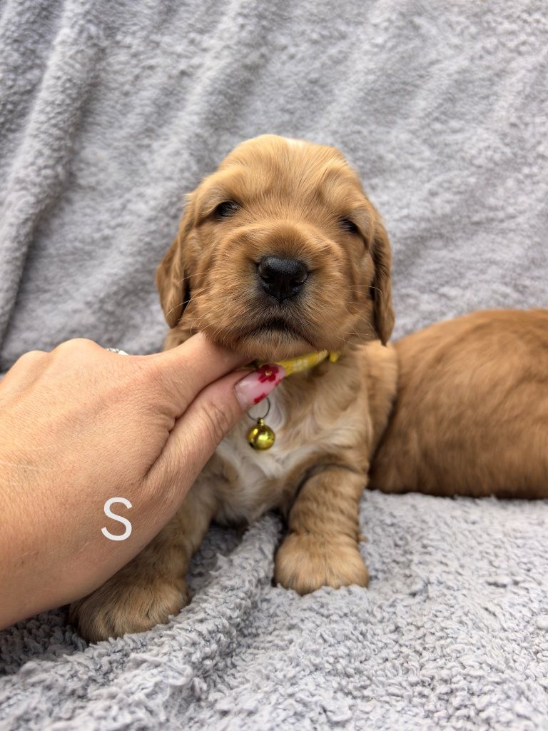 Śliczna suczka cocker spaniel