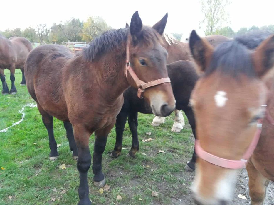 Koń, konie, źrebaki zimnokrwiste