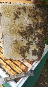 Odkłady pszczele mocne