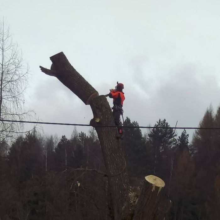 Jarborist Wycinka i Pielęgnacja Drzew,Przycinanie żywopłotów