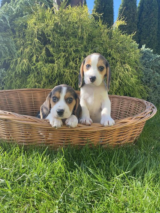 Szczeniak Beagle Pies