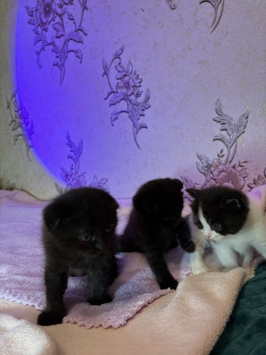 Кошенята від шотландської мами та британського тата