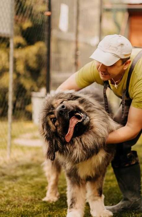 Owczarek kaukaski Gucio poleca się do adopcji!!!