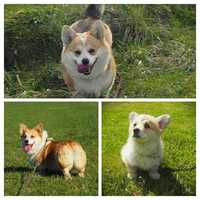 BAJKA Welsh Corgi Pembroke suczka rudo- biała Natural Bobtail