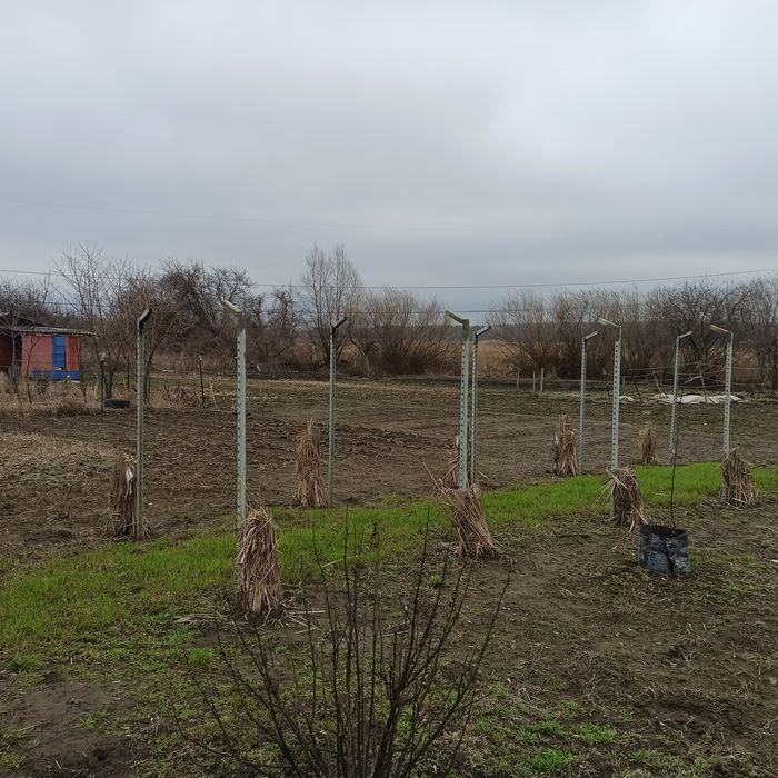 Дача, ділянка 18 соток+сад Олдиш