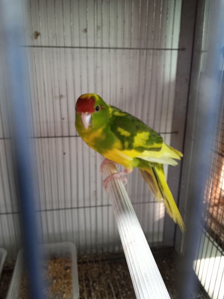 Aves exóticas desde 3€ (kakarikis, mandarins, periquitos, lacres e +)