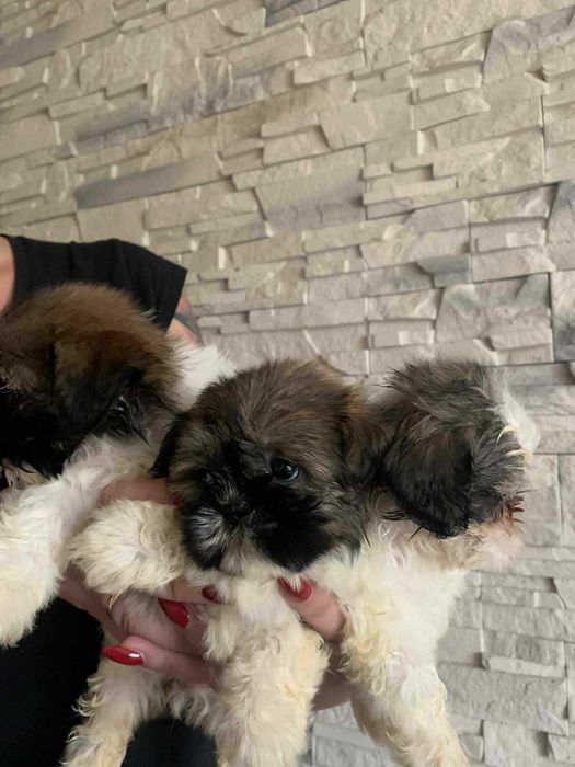 Shih tzu suczka tricolor