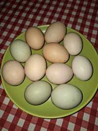 Świerze jajka wiejskie