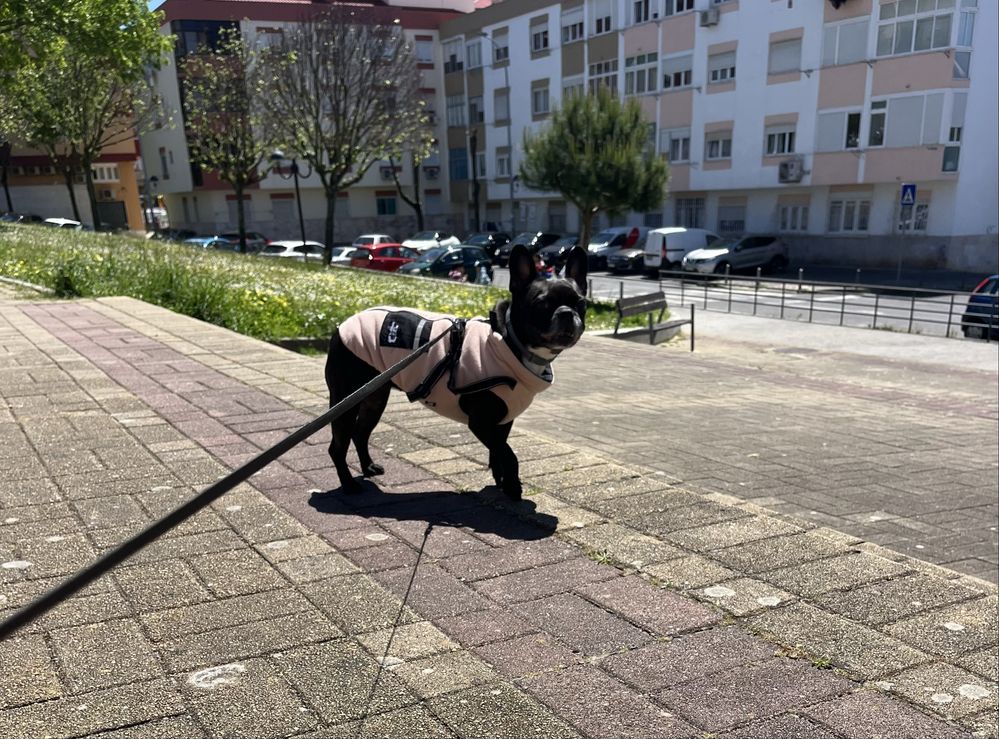 Hospedagem Familiar & Petsitting com Muito A