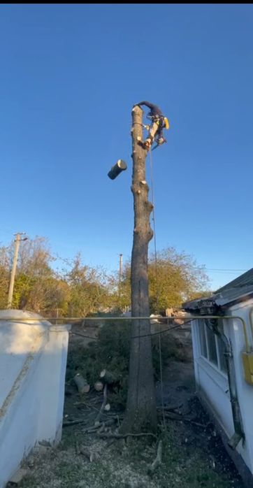 Зрізка дерев, верхолаз, альпініст.