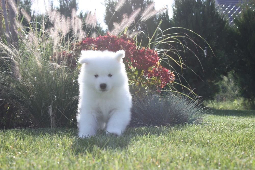 Samojed, Samoyed - piesek po utytułowanych rodzicach ZKwP