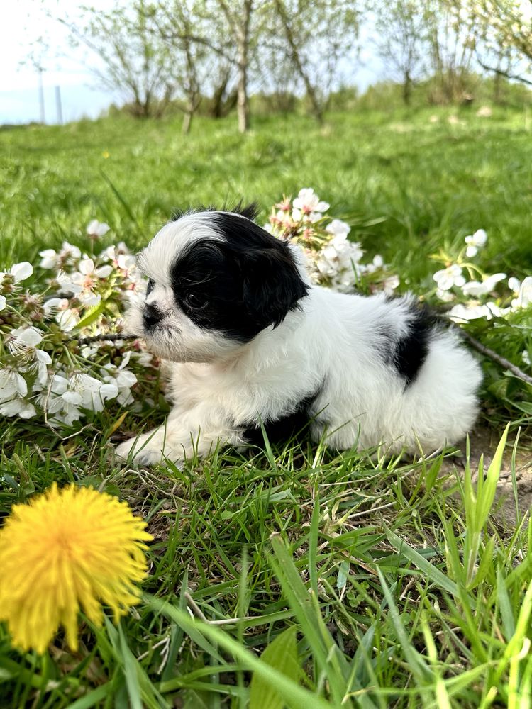 Shih tzu szczeniak