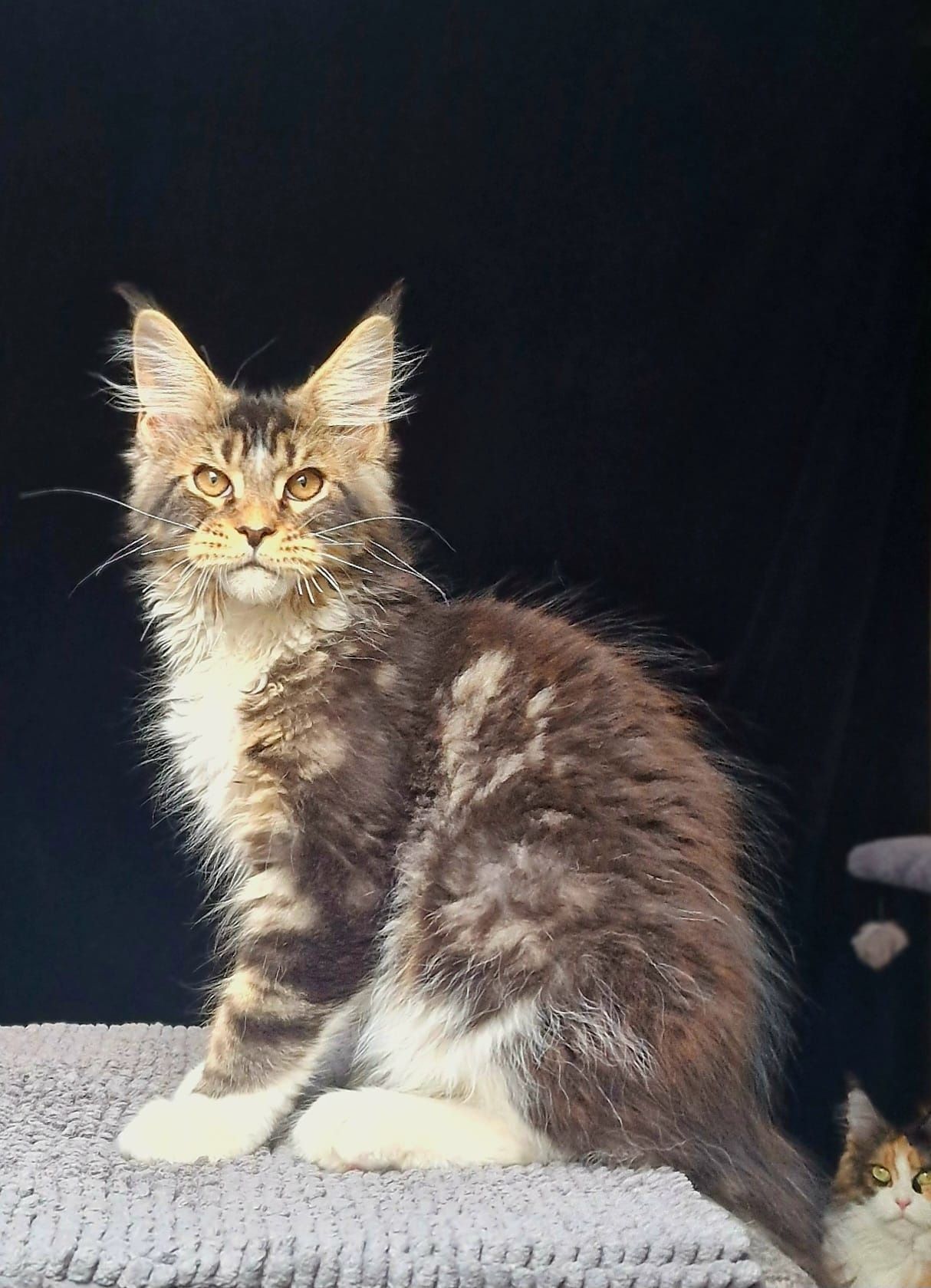 Maine coon, bardzo duży kocurek klasycznie pręgowany