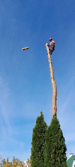 Зрізання дерев,зачистка ділянок,чистка сосон,будь яка складнісь..