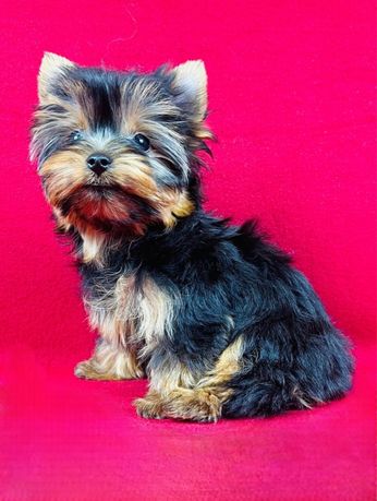 York MINI suczka XS Yorkshire Terrier