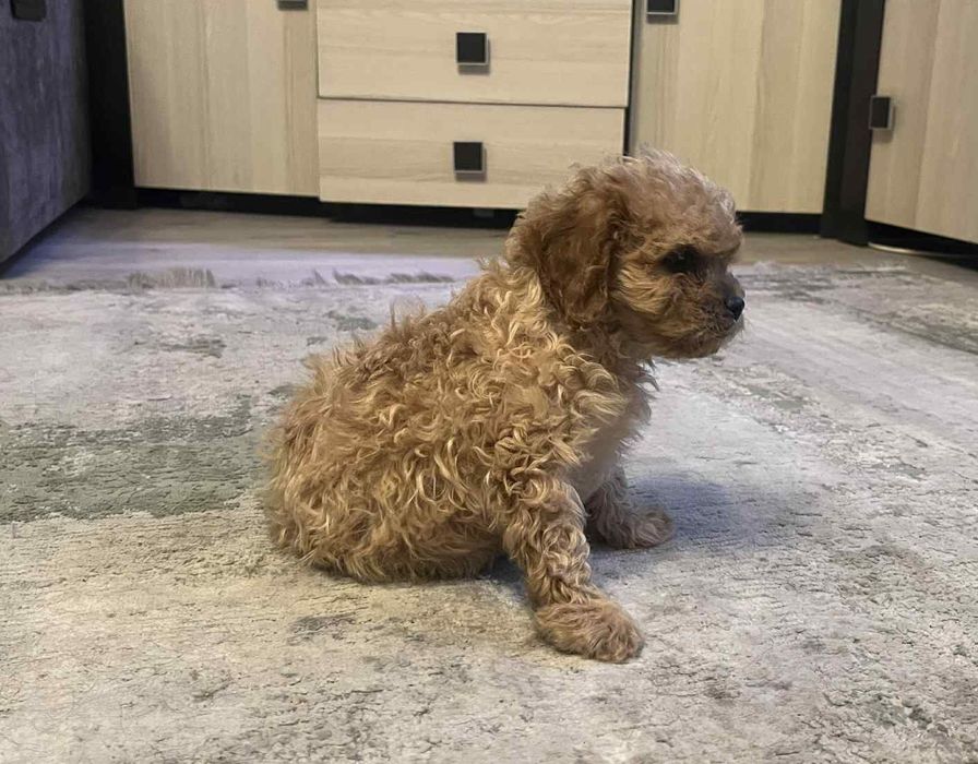 Cavapoo Piesek Red