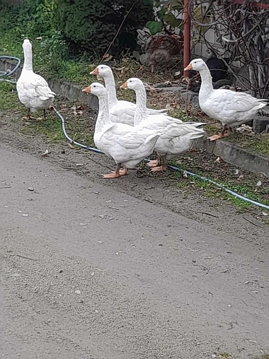 Gęsi piękne zdrowe