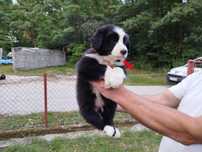 Border Collie piesek