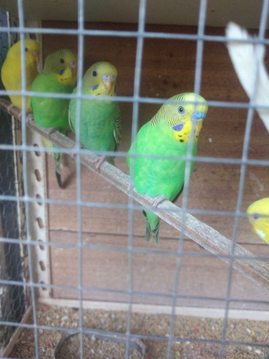 Periquitos Australianos