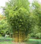 Саженцы БАМБУКА . ‘Вивакс ауреус (Phyllostachys vivax 'Aureocaulis')
