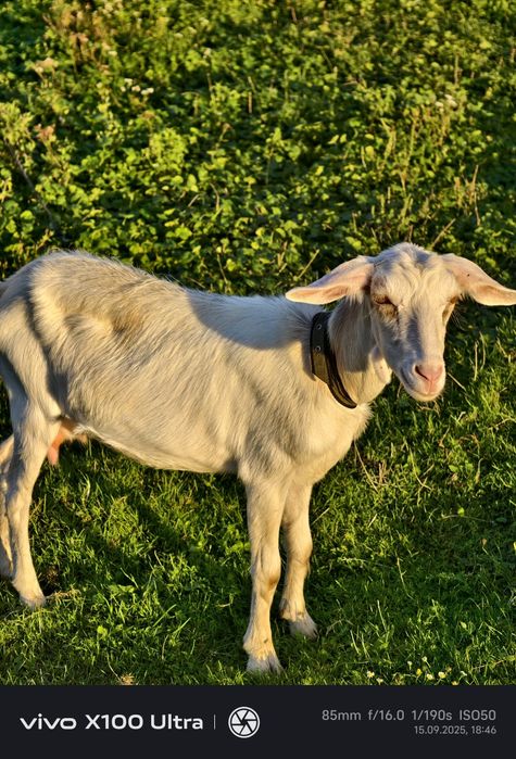 Продам козичок дорослих