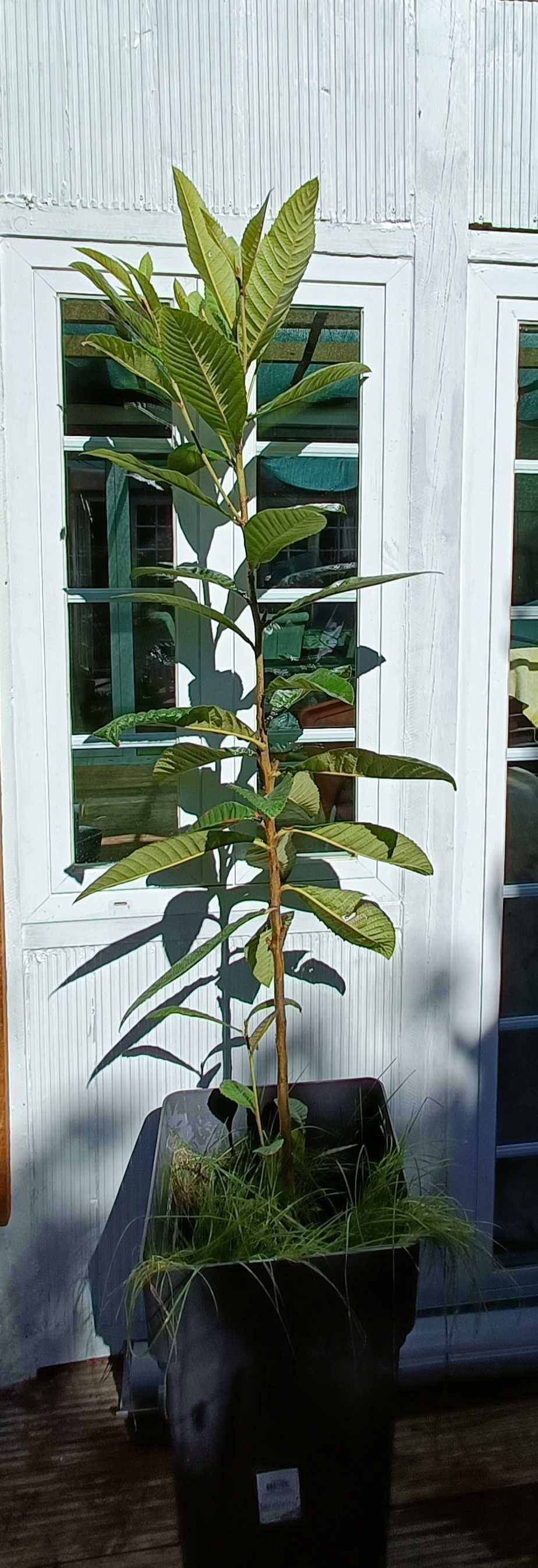 Nespereira (Eriobotrya japonica) - Planta em vaso - Desde 10€