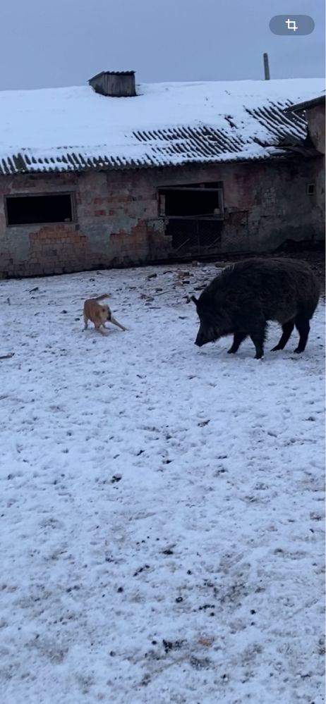 Руска гонча, гончак