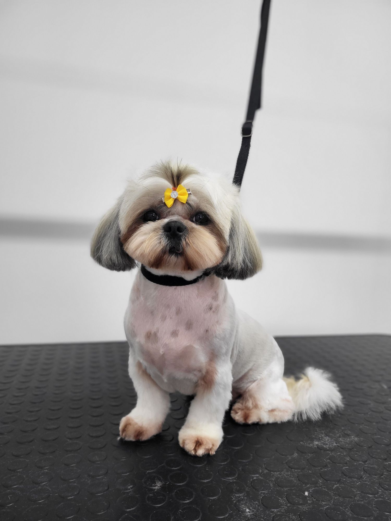 Стрижка собак та котів. Грумінг салон Woof.Groom