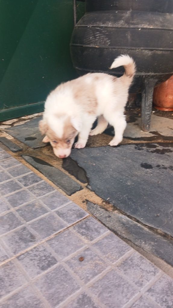 Border collie com pedigree red merle