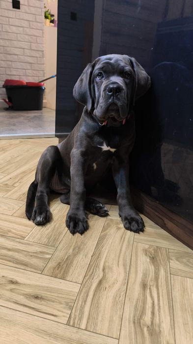 Suczka Cane Corso Diva