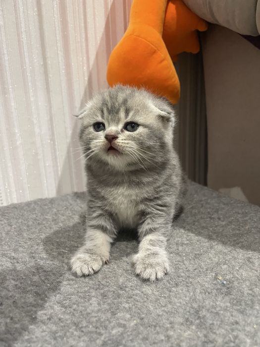 Готові до продажу дуже гарні кошенята Scottish fold