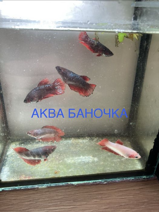 Півник. Півники. Самочки півників. Рибка півник