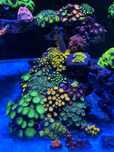 Coral Euphilia paradivisa, zoanthus, Palytoa, ricordea...etc