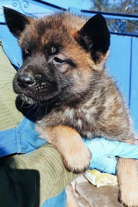 Американська акіта