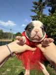 Sunia buldog francuski