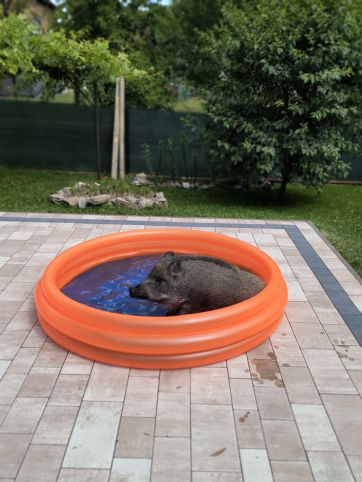 Sprzedam młodą loszkę.