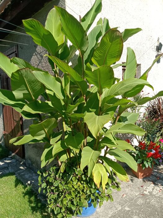 Canna paciorecznik